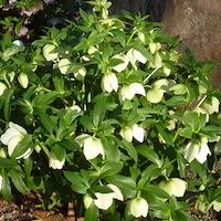 クリスマス・ローズ