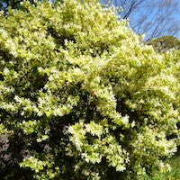 トキワマンサク