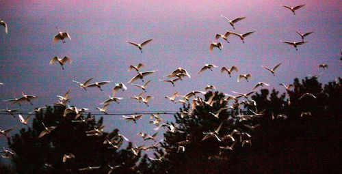 八幡山古墳のサギ