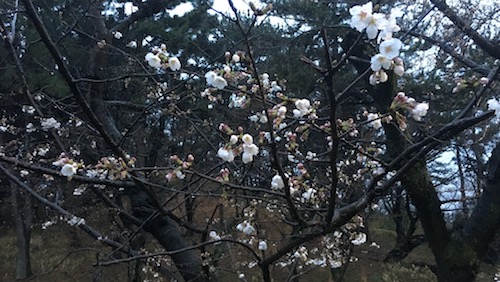 八幡山古墳の桜