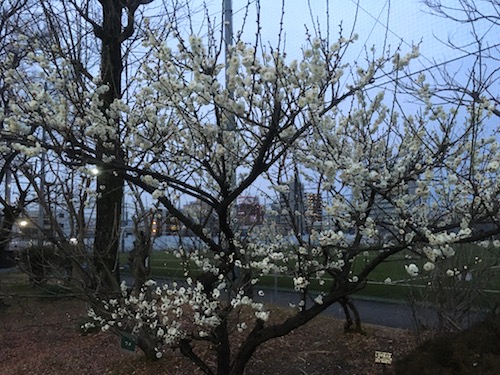 鶴舞公園の梅