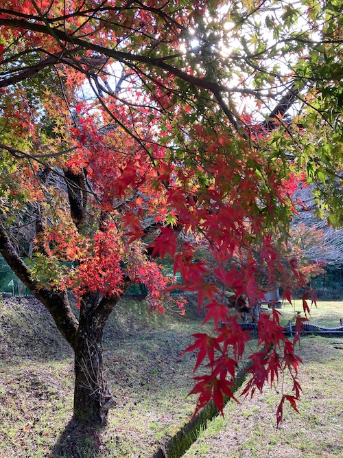 紅葉