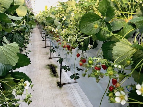 アクアイグニス