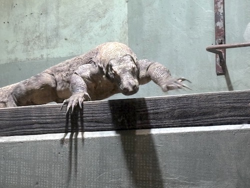 コモドオオトカゲ